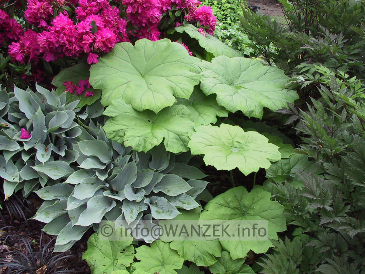 Rodgersia tabularis 05.JPG